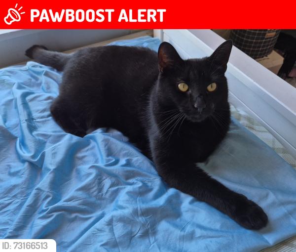 Lost Male Cat last seen Chandos Grove, Weaste Lane, Greater Manchester, England 