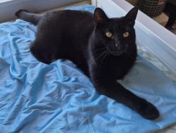 Lost Male Cat last seen Chandos Grove, Weaste Lane, Greater Manchester, England 