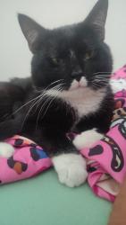 Lost Male Cat last seen Maidstone Ct, Fort Wayne Indiana, Fort Wayne, IN 46818