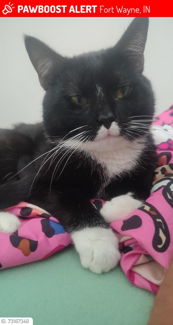 Lost Male Cat last seen Maidstone Ct, Fort Wayne Indiana, Fort Wayne, IN 46818