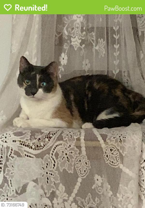Reunited Female Cat last seen 50-12 39Pl, Queens, NY 11104