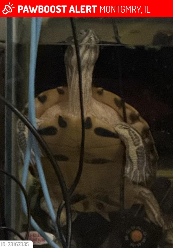 Lost Female Reptile last seen Farfield Way Park, MONTGMRY, IL 60538