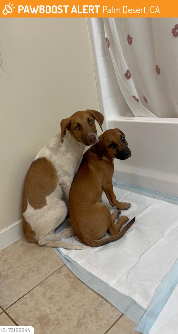 Found/Stray Male Dog last seen Frank Sinatra and portola, Palm Desert, CA 92211