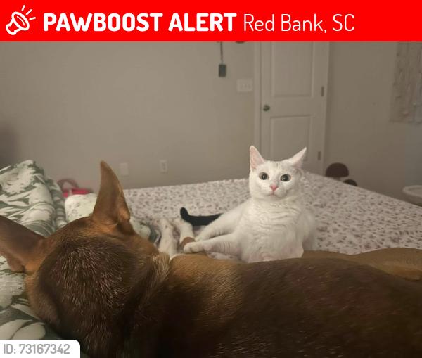 Lost Female Cat last seen Community Drive and Lann Circle, Red Bank, SC 29073