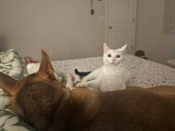 Lost Female Cat last seen Community Drive and Lann Circle, Red Bank, SC 29073