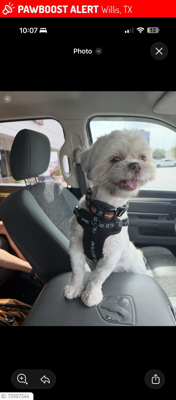 Lost Male Dog last seen Near FM-830 Unit B Willis, TX 77318 United States, Willis, TX 77318