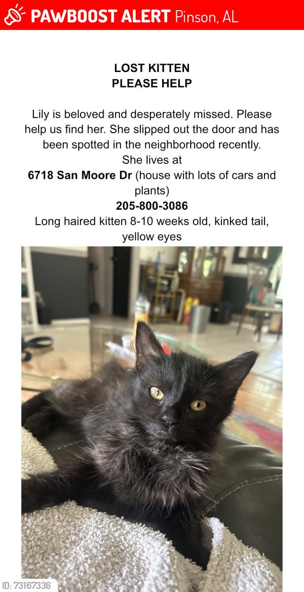 Lost Female Cat last seen The hill by Moss Rock st and San Moore dr, Pinson, AL 35126