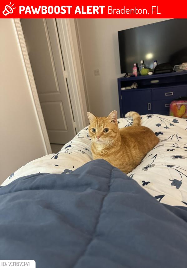 Lost Male Cat last seen 4th Avenue West & 77th Street, Bradenton, FL 34209