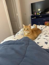 Lost Male Cat last seen 4th Avenue West & 77th Street, Bradenton, FL 34209