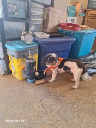 Lost Male Dog last seen Near wilson street Durant, Oklahoma 74701, Durant, OK 74701