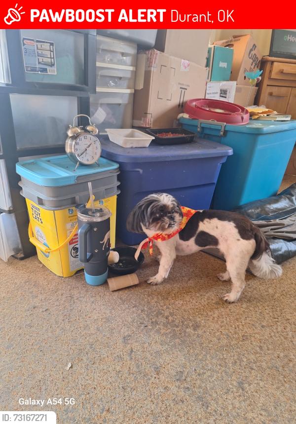 Lost Male Dog last seen Near wilson street Durant, Oklahoma 74701, Durant, OK 74701