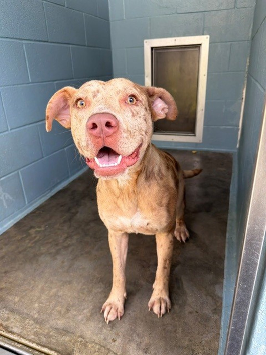 Shelter Stray Male Dog last seen Near Sellers Road, RAYNE, LA, 70578, 410 Dugas Rd, Lafayette, LA 70507, USA