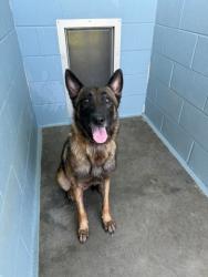 Shelter Stray Male Dog last seen Near Surrey Street, LAFAYETTE, LA, 70501, 410 Dugas Rd, Lafayette, LA 70507, USA