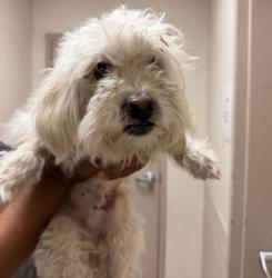 Shelter Stray Male Dog last seen Imperial Avenue, San Diego, CA, 92113, 5500 Gaines St, San Diego, CA 92110, USA