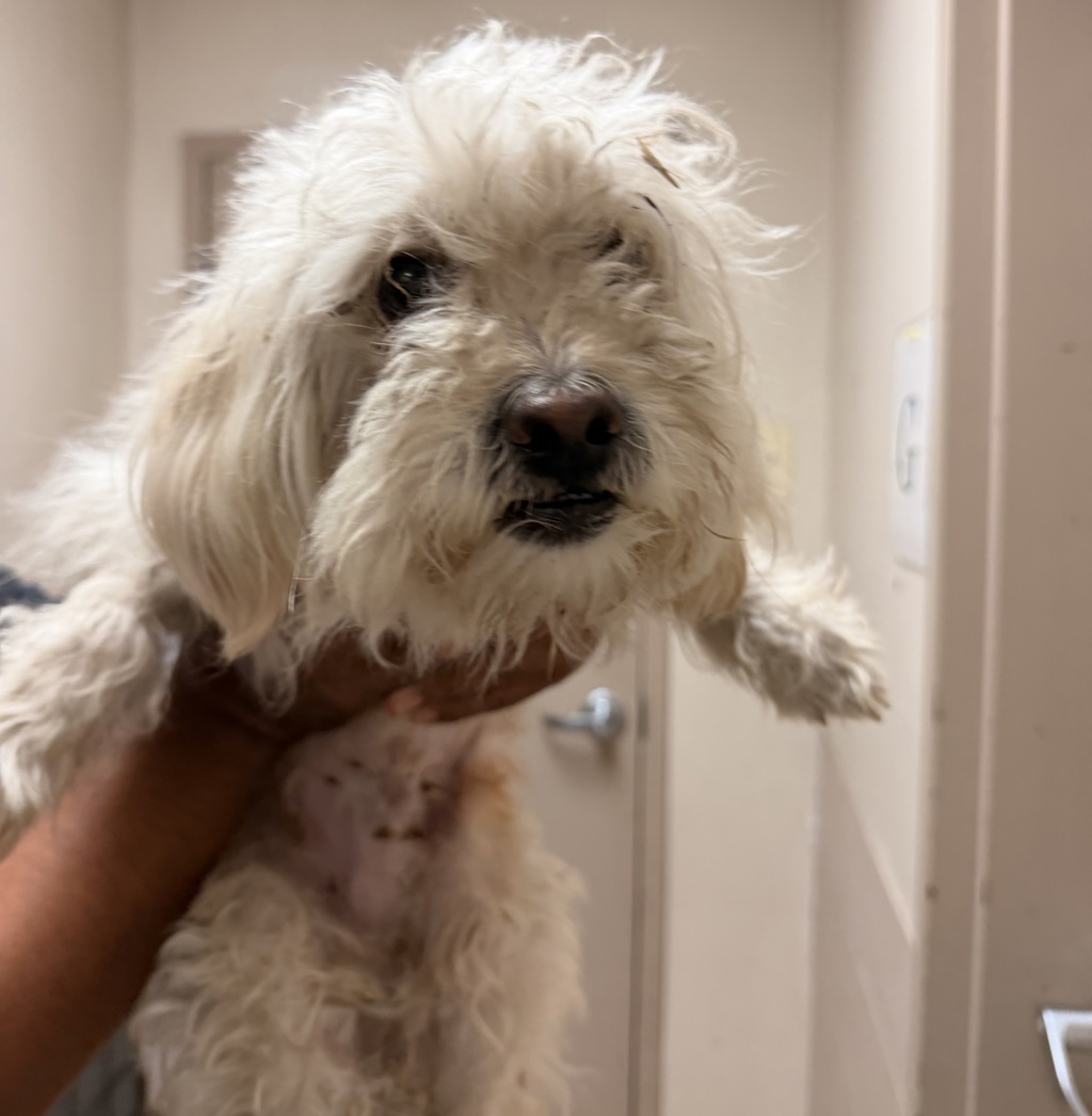Shelter Stray Male Dog last seen Imperial Avenue, San Diego, CA, 92113, 5500 Gaines St, San Diego, CA 92110, USA