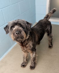 Shelter Stray Male Dog last seen Near Porter Lane, LAFAYETTE, LA, 70501, 410 Dugas Rd, Lafayette, LA 70507, USA