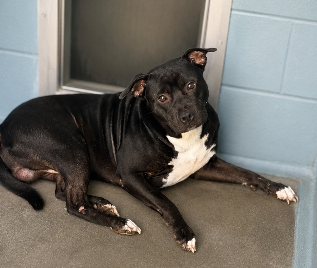 Shelter Stray Male Dog last seen Near Gouaux Road, LAFAYETTE, LA, 70507, 410 Dugas Rd, Lafayette, LA 70507, USA