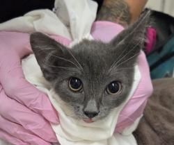 Shelter Stray Male Cat last seen Near Mandeville Road, Santee, CA, 92071, El Cajon, CA 92020, USA