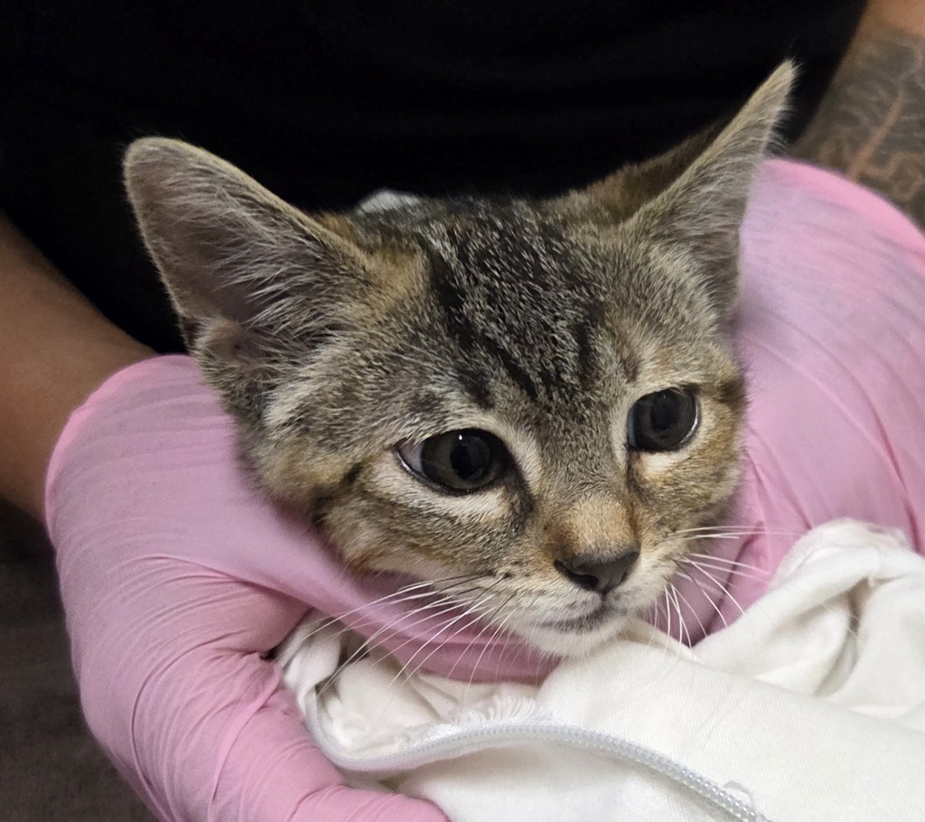 Shelter Stray Unknown Cat last seen Near Mandeville Road, Santee, CA, 92071, El Cajon, CA 92020, USA