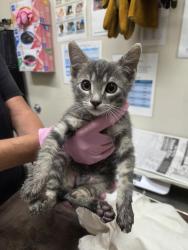 Shelter Stray Unknown Cat last seen Near Mandeville Road, Santee, CA, 92071, El Cajon, CA 92020, USA