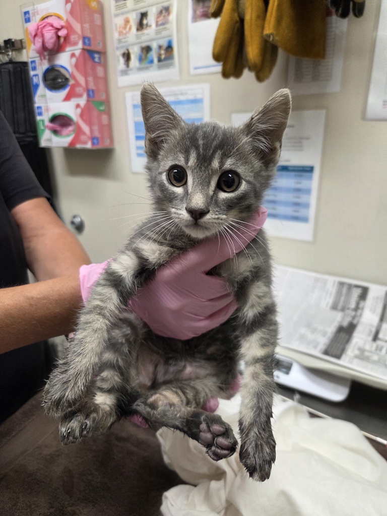 Shelter Stray Unknown Cat last seen Near Mandeville Road, Santee, CA, 92071, El Cajon, CA 92020, USA