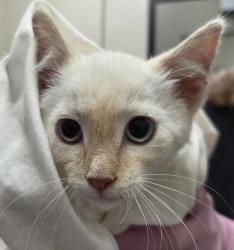 Shelter Stray Unknown Cat last seen Near Mandeville Road, Santee, CA, 92071, El Cajon, CA 92020, USA