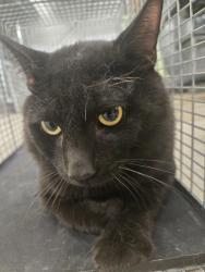 Shelter Stray Male Cat last seen Bussenius Road, PASADENA, MD, 21122, 411 Maxwell Frye Rd, Millersville, MD 21108, USA