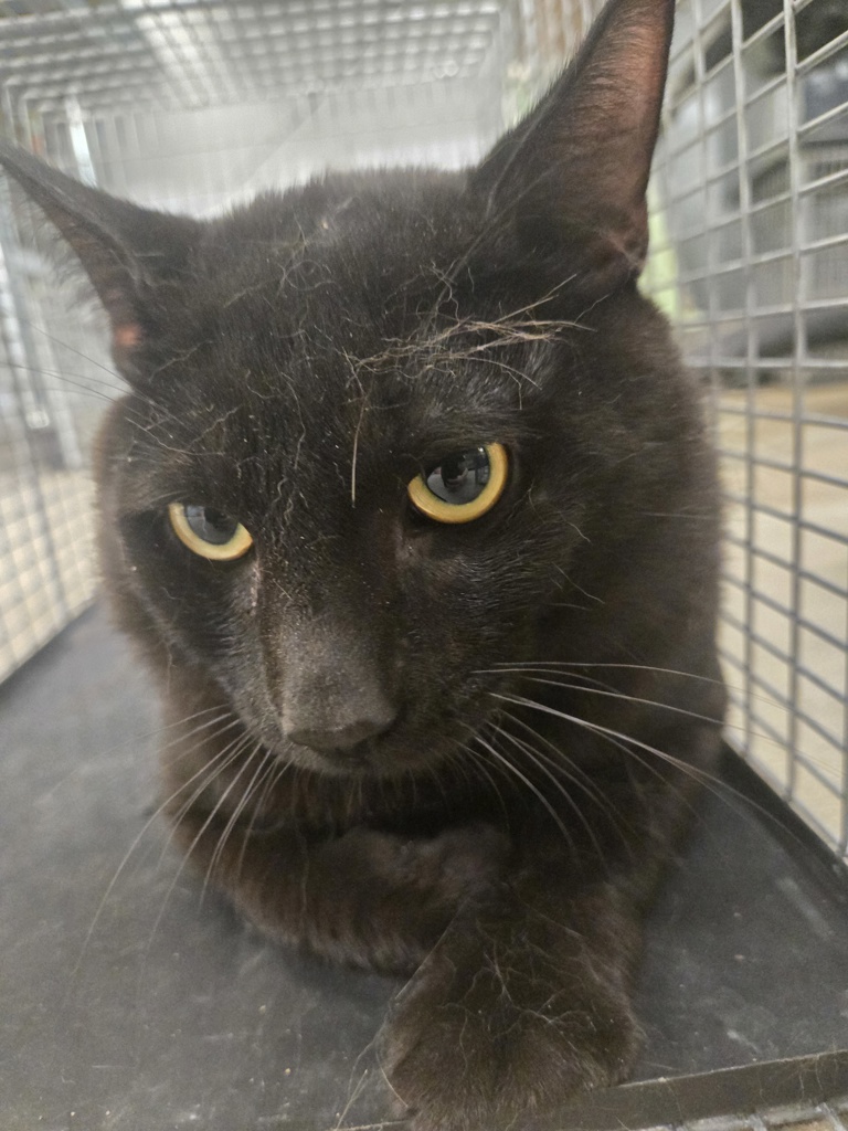 Shelter Stray Male Cat last seen Bussenius Road, PASADENA, MD, 21122, 411 Maxwell Frye Rd, Millersville, MD 21108, USA