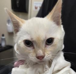 Shelter Stray Unknown Cat last seen Near Mandeville Road, Santee, CA, 92071, El Cajon, CA 92020, USA
