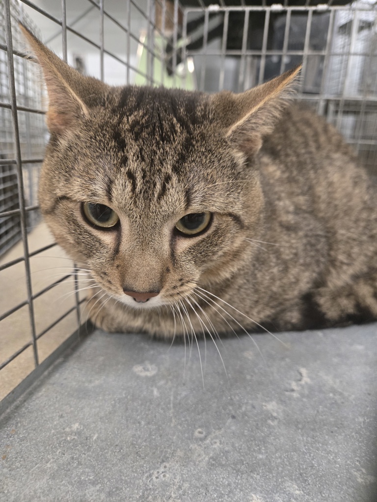 Shelter Stray Male Cat last seen Bussenius Road, PASADENA, MD, 21122, 411 Maxwell Frye Rd, Millersville, MD 21108, USA