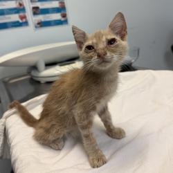 Shelter Stray Female Cat last seen Near Oceanview Boulevard, San Diego, CA, 92113, 5500 Gaines St, San Diego, CA 92110, USA