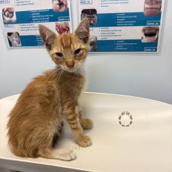 Shelter Stray Male Cat last seen Near Oceanview Boulevard, San Diego, CA, 92113, 5500 Gaines St, San Diego, CA 92110, USA