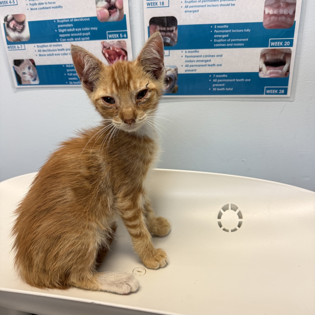 Shelter Stray Male Cat last seen Near Oceanview Boulevard, San Diego, CA, 92113, 5500 Gaines St, San Diego, CA 92110, USA