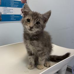 Shelter Stray Female Cat last seen Near Oceanview Boulevard, San Diego, CA, 92113, 5500 Gaines St, San Diego, CA 92110, USA