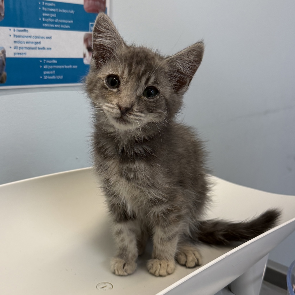 Shelter Stray Female Cat last seen Near Oceanview Boulevard, San Diego, CA, 92113, 5500 Gaines St, San Diego, CA 92110, USA