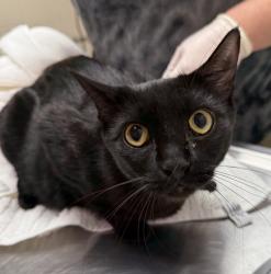Shelter Stray Female Cat last seen N Interstate and N Lombard, PORTLAND, OR, 97203, 1700 W Historic Columbia River Hwy, Troutdale, OR 97060, USA