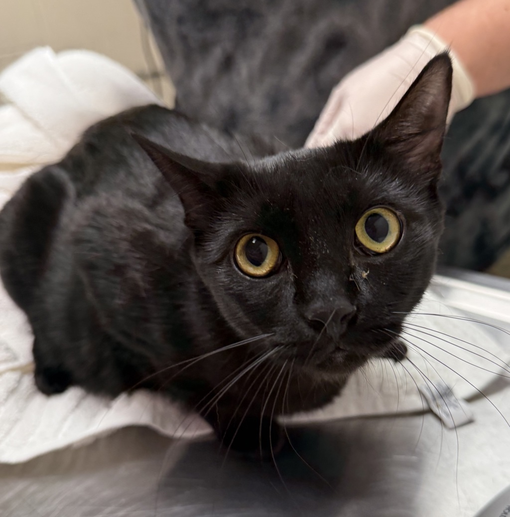 Shelter Stray Female Cat last seen N Interstate and N Lombard, PORTLAND, OR, 97203, 1700 W Historic Columbia River Hwy, Troutdale, OR 97060, USA