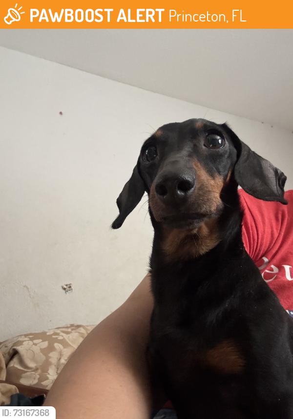 Found/Stray Female Dog last seen Cross 107, Princeton, FL 33032