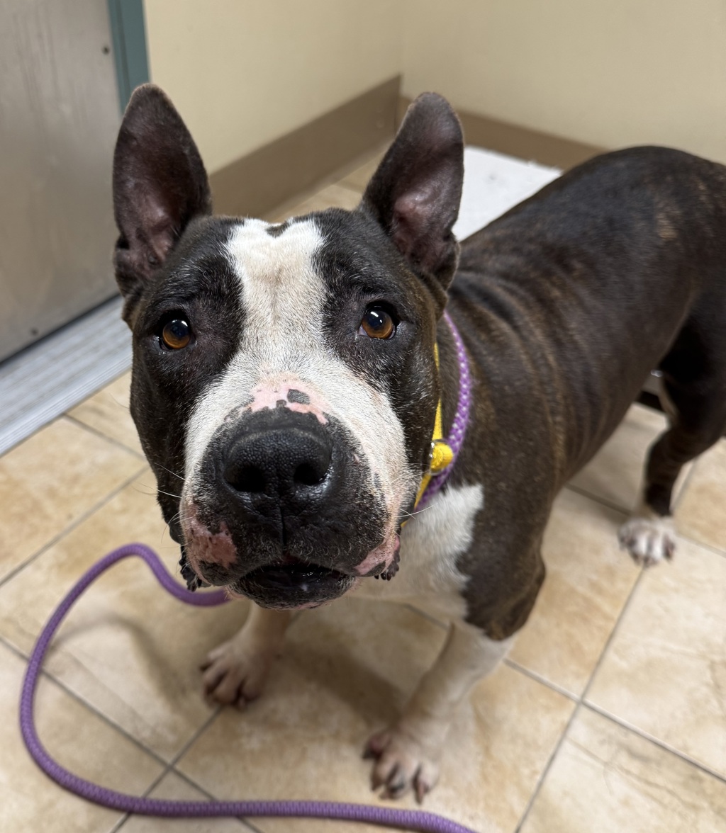Shelter Stray Female Dog last seen 134th, OR, 1700 W Historic Columbia River Hwy, Troutdale, OR 97060, USA