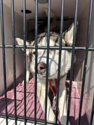 Shelter Stray Male Dog last seen SE Raymond St/ SE 26th Ave, PORTLAND, OR, 97202, 1700 W Historic Columbia River Hwy, Troutdale, OR 97060, USA