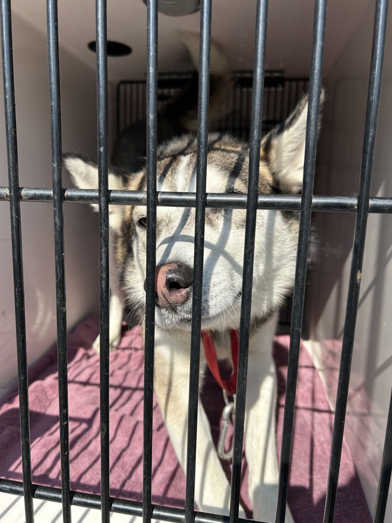 Shelter Stray Male Dog last seen SE Raymond St/ SE 26th Ave, PORTLAND, OR, 97202, 1700 W Historic Columbia River Hwy, Troutdale, OR 97060, USA