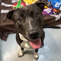 Shelter Stray Female Dog last seen Fairview Lake Road SW, Port Orchard, WA, 98367, 9167 Dickey Rd NW, Silverdale, WA 98383, USA