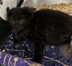 Shelter Stray Female Cat last seen Rocky Point Road, Bremerton, WA, 98312, 9167 Dickey Rd NW, Silverdale, WA 98383, USA