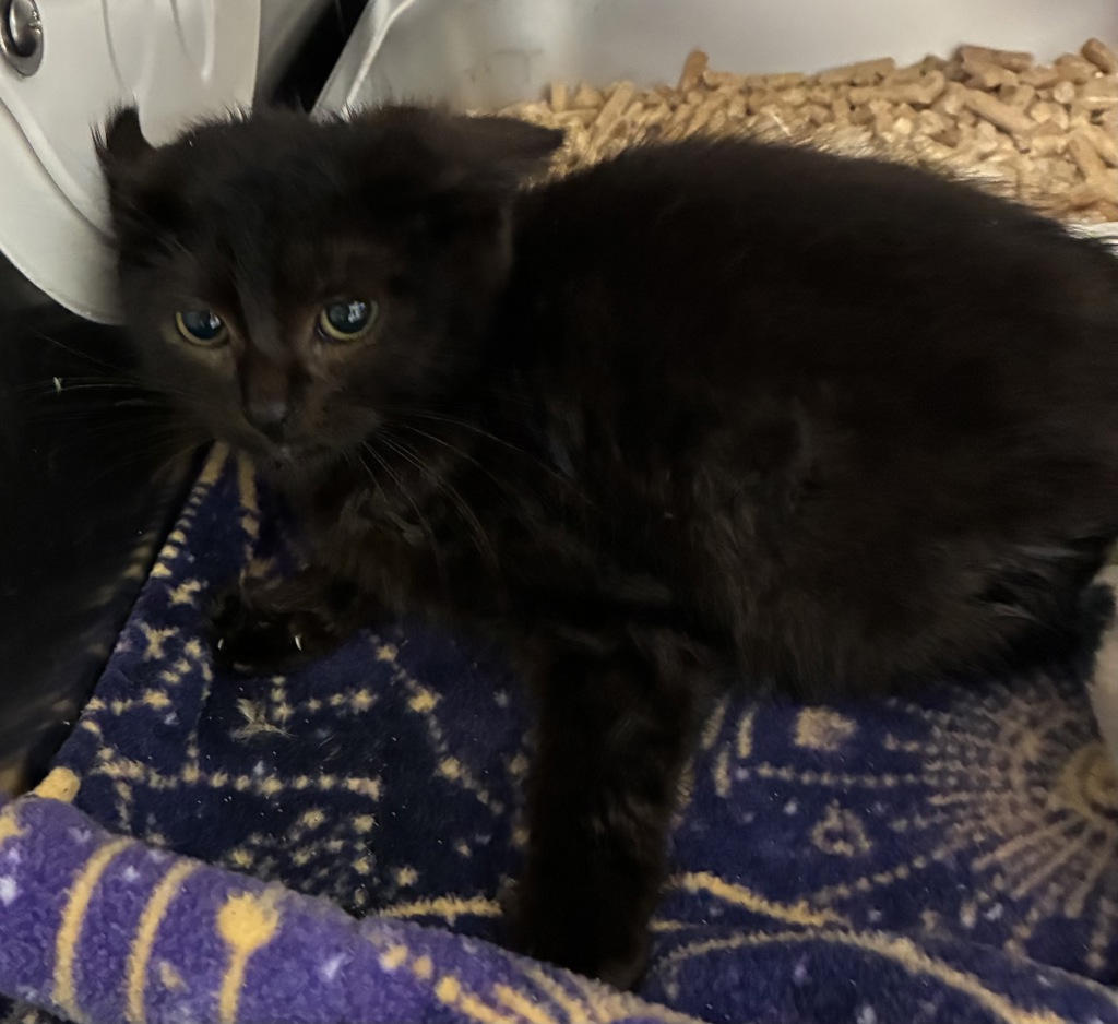 Shelter Stray Female Cat last seen Rocky Point Road, Bremerton, WA, 98312, 9167 Dickey Rd NW, Silverdale, WA 98383, USA