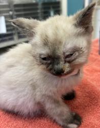 Shelter Stray Female Cat last seen Rocky Point Road, Bremerton, WA, 98312, 9167 Dickey Rd NW, Silverdale, WA 98383, USA