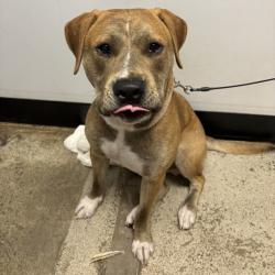Shelter Stray Male Dog last seen 6th Street, BREMERTON, WA, 98337, 9167 Dickey Rd NW, Silverdale, WA 98383, USA