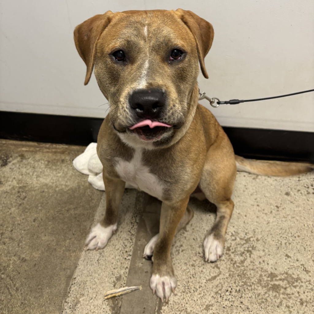 Shelter Stray Male Dog last seen 6th Street, BREMERTON, WA, 98337, 9167 Dickey Rd NW, Silverdale, WA 98383, USA