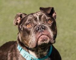 Shelter Stray Female Dog last seen Near Home Avenue, San Diego, CA, 92105, 5500 Gaines St, San Diego, CA 92110, USA