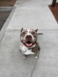Shelter Stray Female Dog last seen Near Ulric Street, San Diego, CA, 92111, 5500 Gaines St, San Diego, CA 92110, USA