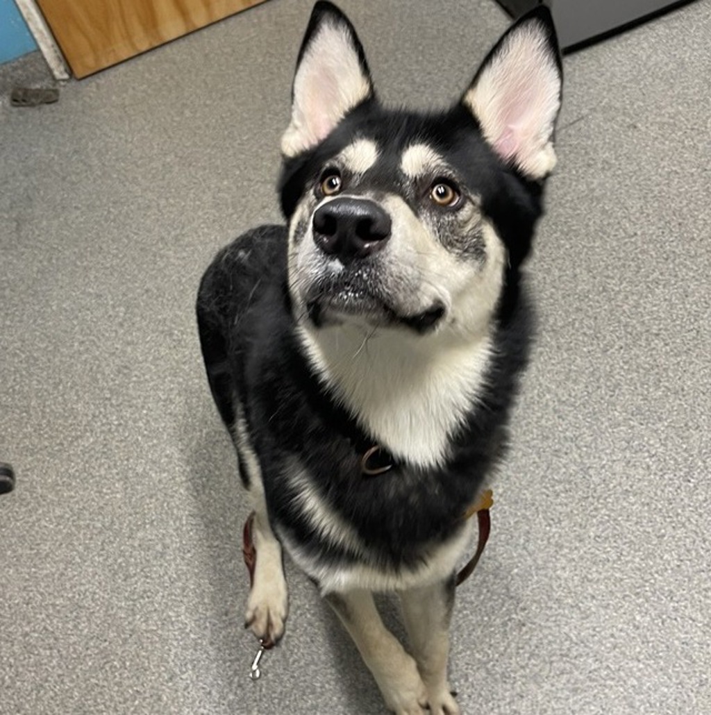 Shelter Stray Male Dog last seen Near Burnet Drive, Escondido, CA, 92027, Escondido, CA 92027, USA